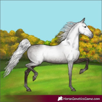 Horse Color:Gray Silver Black 