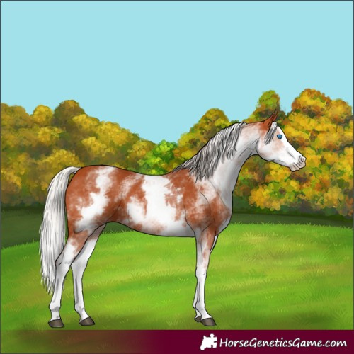 Horse Color:White Spotted Silver Bay Splash 