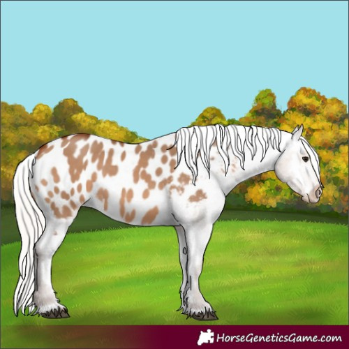 Horse Color:Silver Brown Dun Appaloosa 