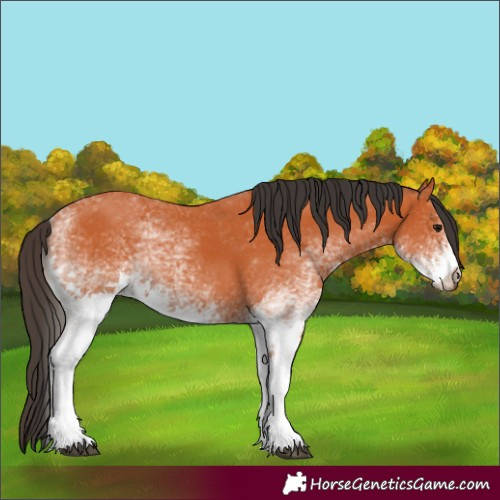 Horse Color:White Spotted Bay