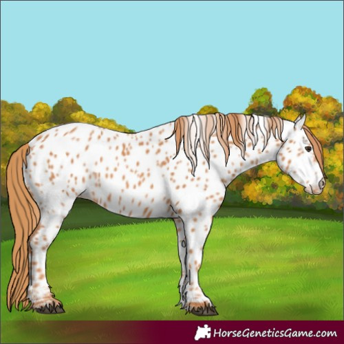 Horse Color:Chestnut Appaloosa