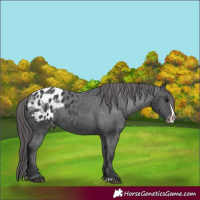 Horse Color:Black Splash Appaloosa 