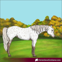 Horse Color:Silver Grullo Appaloosa 