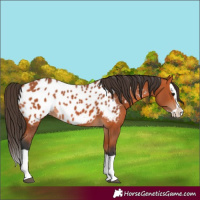 Horse Color:Bay Splash Appaloosa 