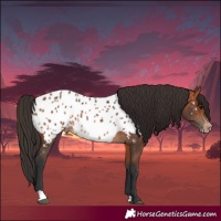 Horse Color:Bay Near Leopard