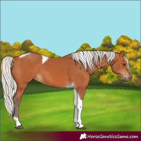Horse Color:Silver Bay Tobiano 
