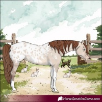 Horse Color:Amber Champagne Dun Tobiano Appaloosa 