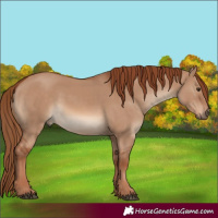 Horse Color:Red Dun 