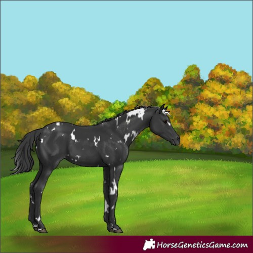 Horse Color:White Spotted Black 