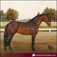 Horse Color:Brown 