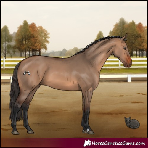 Horse Color:Bay Dun