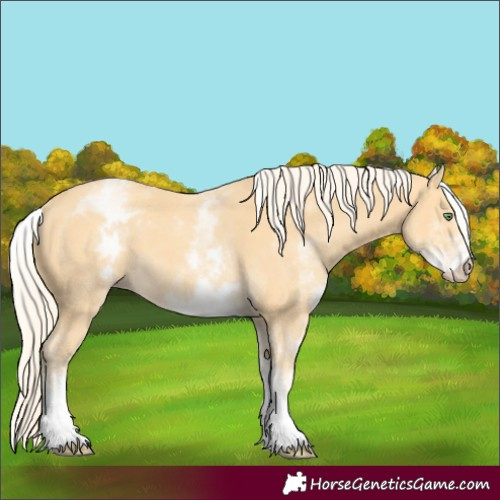 Horse Color:White Spotted Gold Cream Champagne 