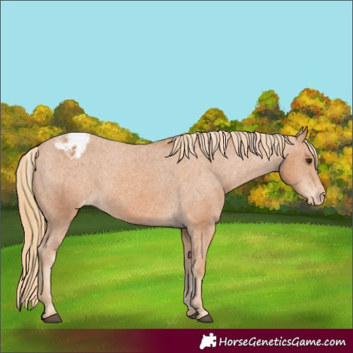 Horse Color:Chestnut Appaloosa 