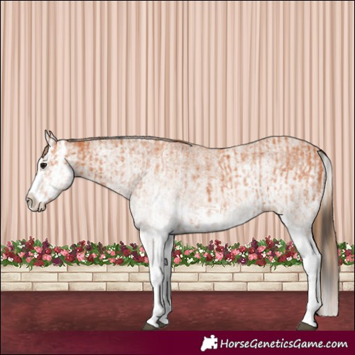Horse Color:White Spotted Bay Splash  and White Spotted Chestnut Splash 