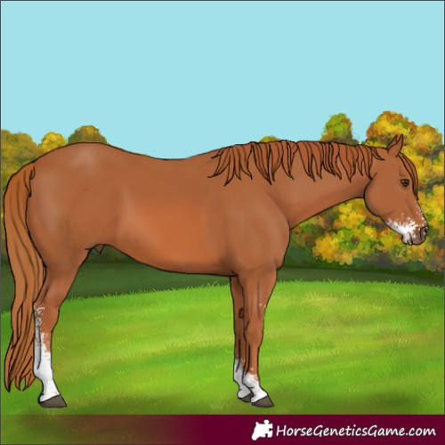 Horse Color:Chestnut Sabino 