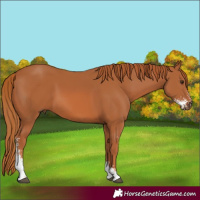 Horse Color:Chestnut Sabino 