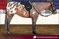 Horse Color:Bay Appaloosa 