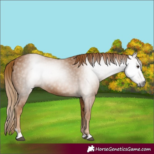 Horse Color:Gray Chestnut 