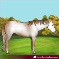 Horse Color:Gray Chestnut