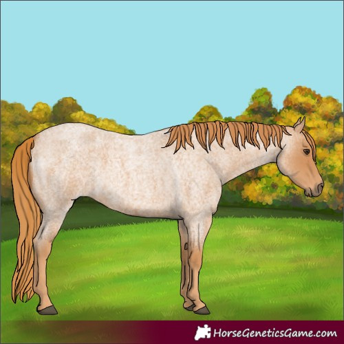 Horse Color:Red Roan 