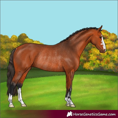 Horse Color:Bay Rabicano 