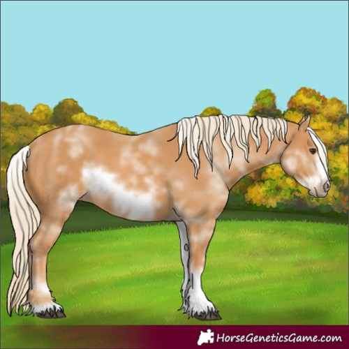 Horse Color:Unknown 