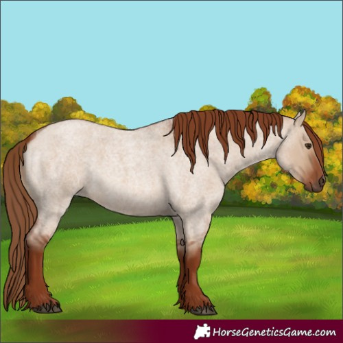 Horse Color:Red Dun Roan
