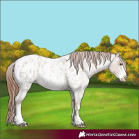 Horse Color:Red Dun Roan Sabino Appaloosa