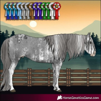 Horse Color:Black Sabino Appaloosa  and Black Sabino Appaloosa 