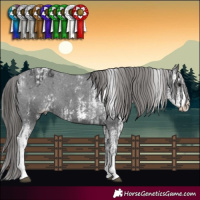 Horse Color:Black Sabino Appaloosa  and Black Sabino Appaloosa 