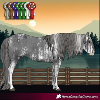 Horse Color:Black Sabino Appaloosa  and Black Sabino Appaloosa 