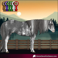Horse Color:Black Sabino Appaloosa  and Black Sabino Appaloosa 