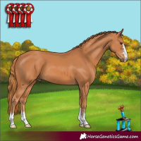 Horse Color:Chestnut 