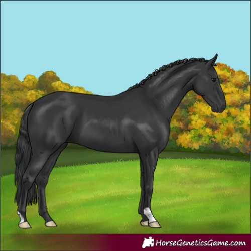 Horse Color:Black 