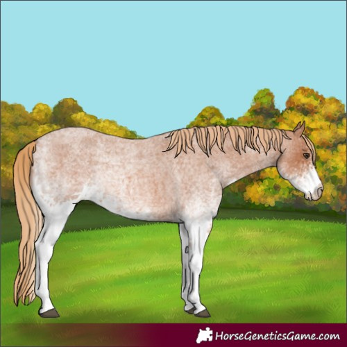 Horse Color:White Spotted Red Roan 