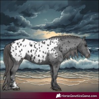 Horse Color:Black Sabino Appaloosa