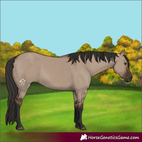 Horse Color:Liver Red Dun Rabicano 