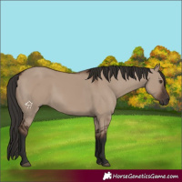 Horse Color:Liver Red Dun Rabicano