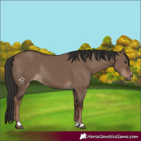 Horse Color:Liver Red Dun Rabicano 