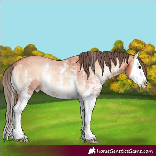 Horse Color:Bay Onyx Sabino Splash Appaloosa 