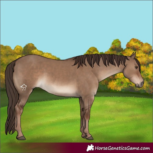 Horse Color:Liver Red Dun Rabicano 