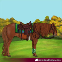 Horse Color:Chestnut 