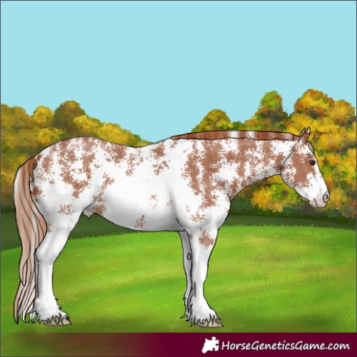 Horse Color:Chestnut Sabino
