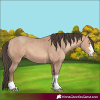Horse Color:Amber Champagne 