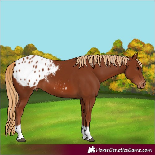 Horse Color:Chestnut Tobiano Appaloosa 