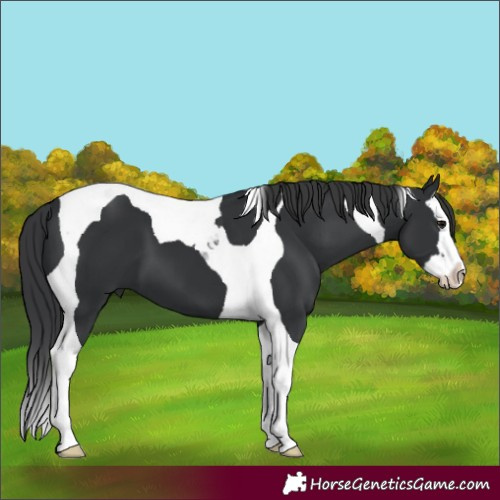 Horse Color:Black Splash Tobiano