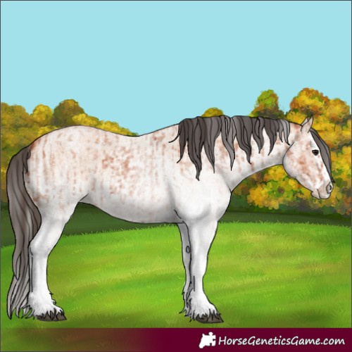 Horse Color:White Spotted Bay Roan Splash and White Spotted Bay Roan Dun Splash