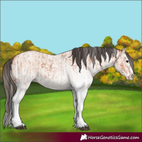 Horse Color:White Spotted Bay Roan Splash and White Spotted Bay Roan Dun Splash