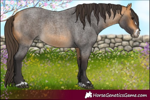 Horse Color:Buckskin Roan 