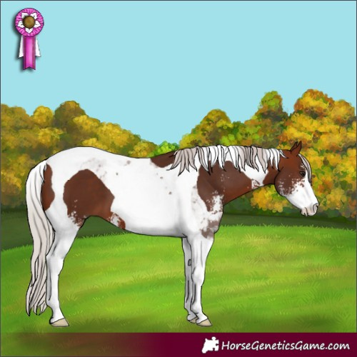 Horse Color:Silver Brown Sabino Tobiano 